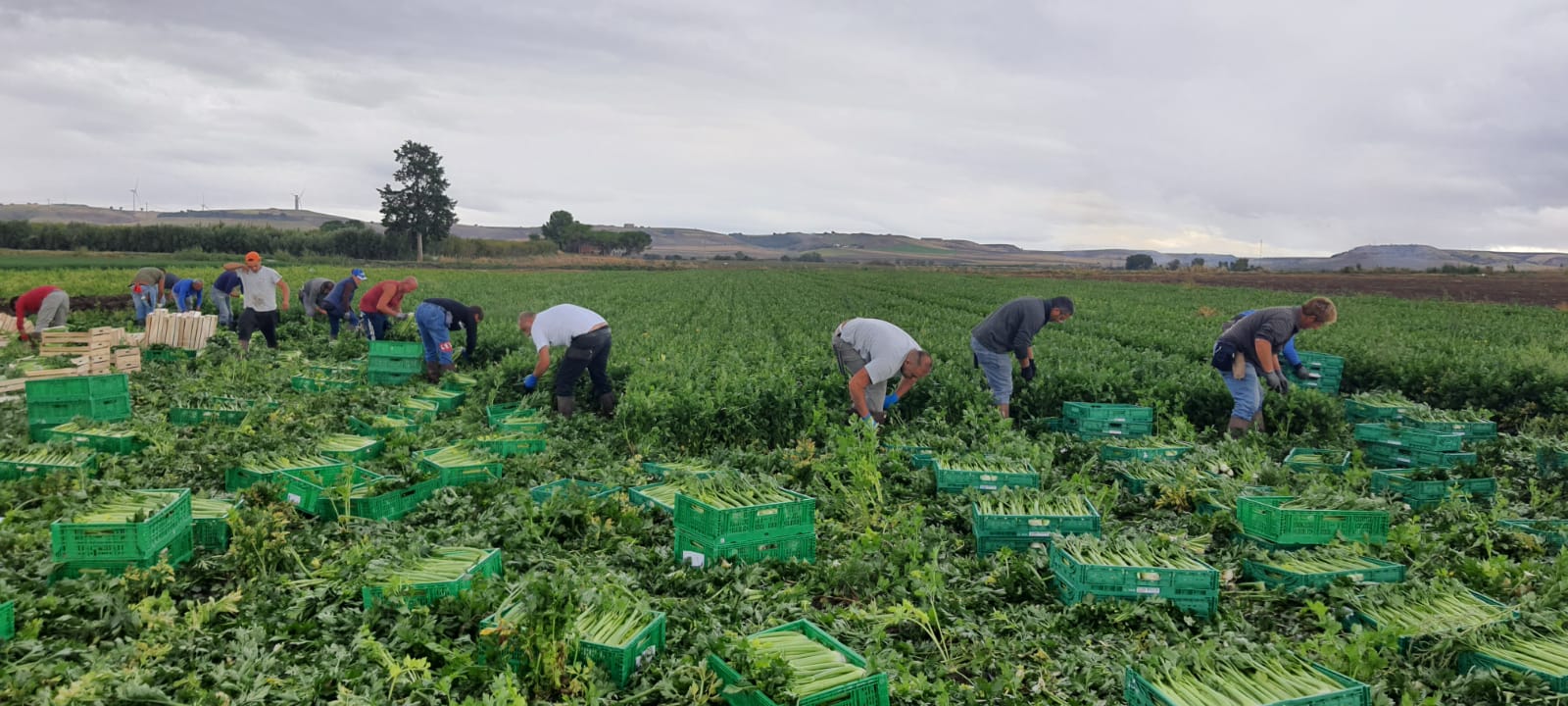 campi_di_lavoro